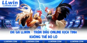 Đá Gà LLwin - Trận Đấu Online Kịch Tính Không Thể Bỏ Lỡ